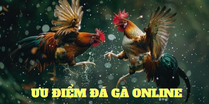 Gà đá online và những ưu điểm vượt trội